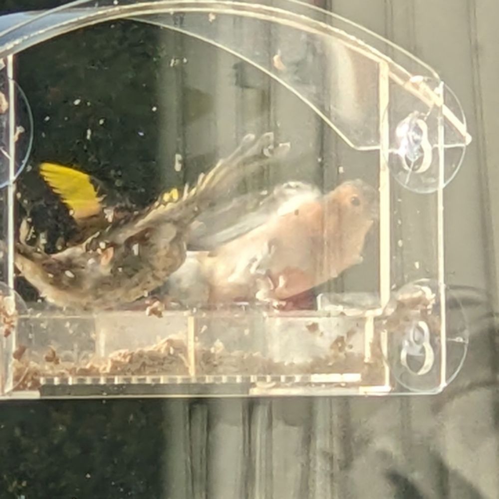 A goldfinch going radge at a bullfinch on the window feeder