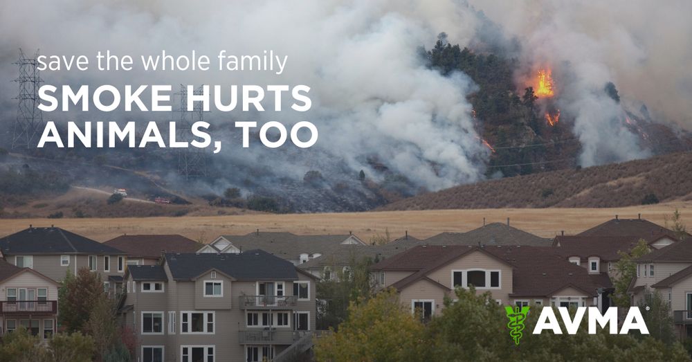 Smoke from wildfires and other large blazes affects pets, horses, livestock and wildlife. Protect your pets and livestock.