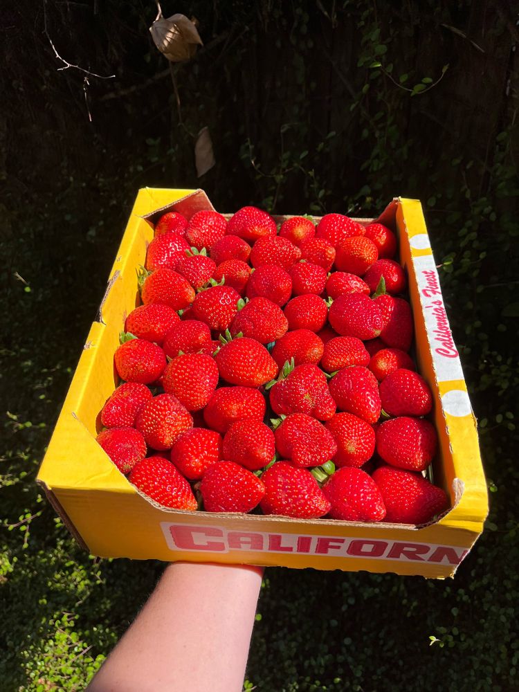 A half flat of fresh strawberries in a gold cardboard box labeled “California Fresh.”