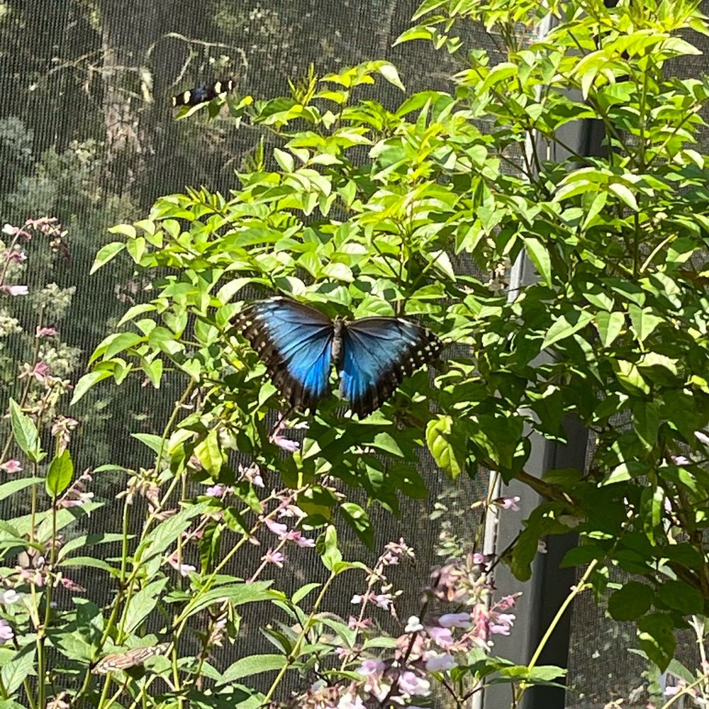 A blue morpho butterfly with its wings open sits on greenery.