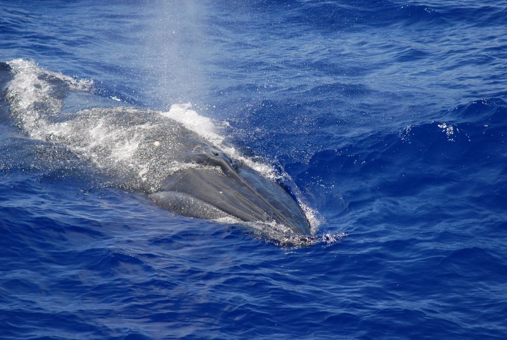 Strange “biotwang” ID’d as Bryde’s whale call