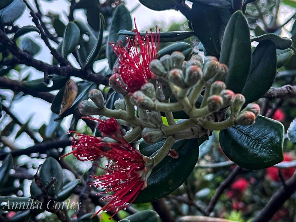 Closeup of Pohutukawa flowers in various stages - some buds and some red needles with green leaves and glimpses of grey sky behind. 