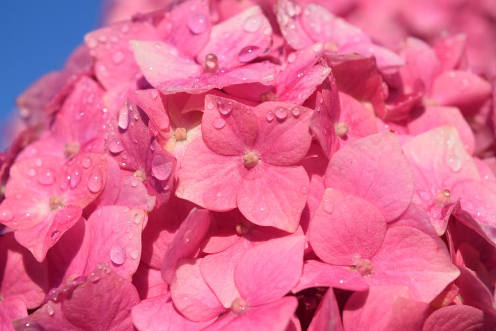 Hydrangeas in a vibrant pink with drops of dew on the petals. Blue Sky can be seen in the distance in the top left corner of the frame.
