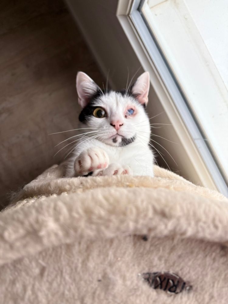 Trevette, petit chat noir & blanc, sortant sa tête de son arbre à chat avec facétie 