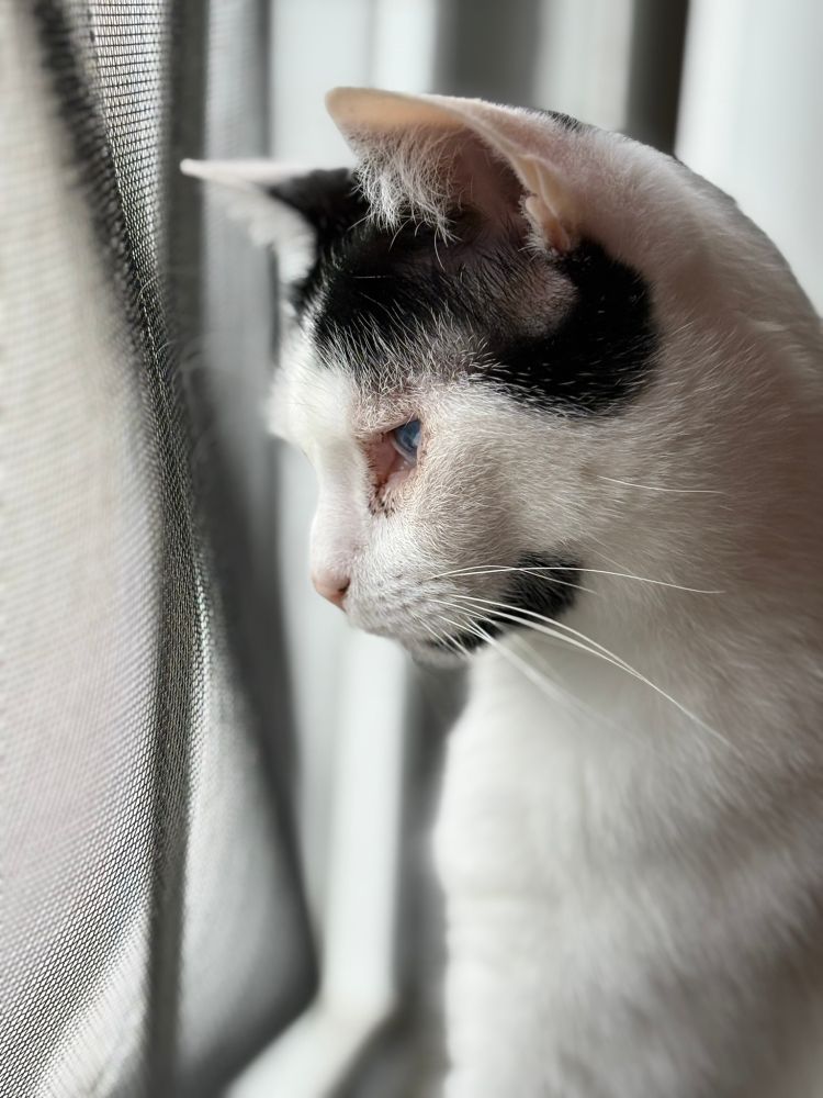Trevette, petit chat noir & blanc, regardant par la fenêtre pour contempler son royaume 