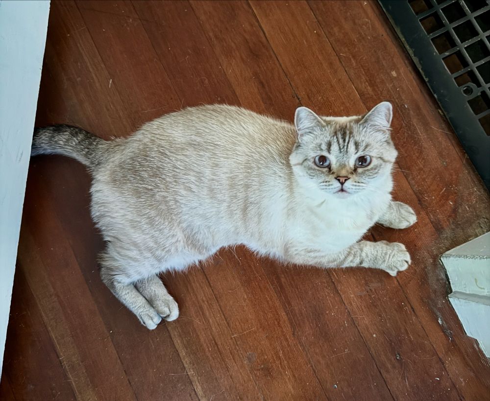 Light-colored cat with blue eyes laying on the floor.
