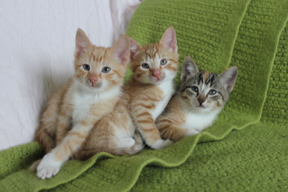 Three kittens, two orange and one black and orange on a green blanket 