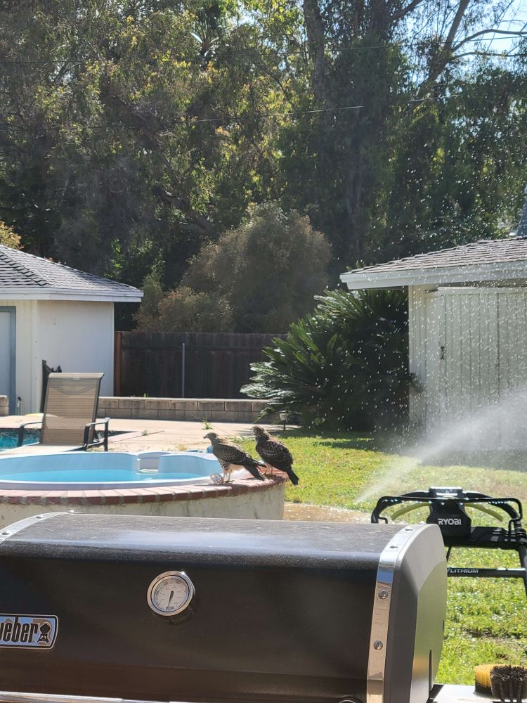 A mated pair of ospreys is perched on the edge of the hot tub in my back yard, bathing in the sprinklers.
