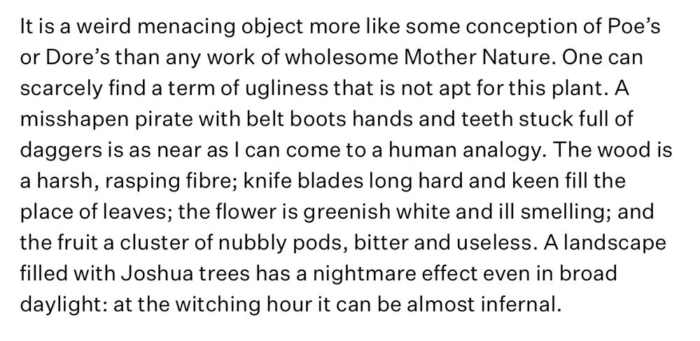 It is a weird menacing object more like some conception of Poe’s or Dore’s than any work of wholesome Mother Nature. One can scarcely find a term of ugliness that is not apt for this plant. A misshapen pirate with belt boots hands and teeth stuck full of daggers is as near as I can come to a human analogy. The wood is a harsh, rasping fibre; knife blades long hard and keen fill the place of leaves; the flower is greenish white and ill smelling; and the fruit a cluster of nubbly pods, bitter and useless. A landscape filled with Joshua trees has a nightmare effect even in broad daylight: at the witching hour it can be almost infernal.