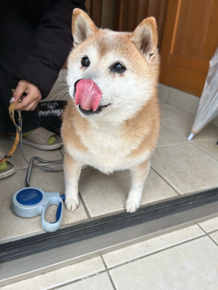 かわいすぎる犬