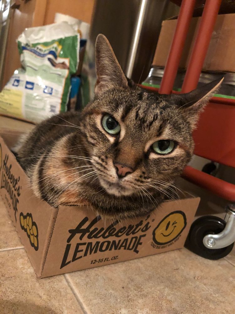 Brown tabby cat in a cardboard box labeled HUBERT’S LEMONADE, looking intelligently at the camera.