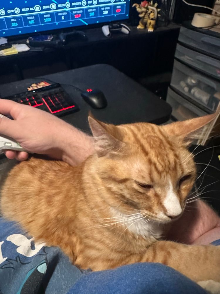 Photo of my orange cat! He’s laying in the crook of my arm as I play a video game. Bonus points if you know which one!