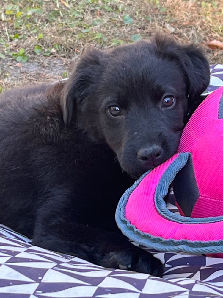 cutest damn black puppy on the planet