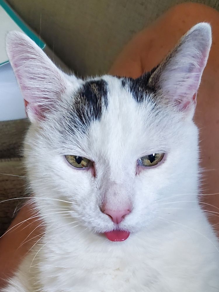 Chat blanc avec légère tache noire sur la tête. Fait la grimacr. 