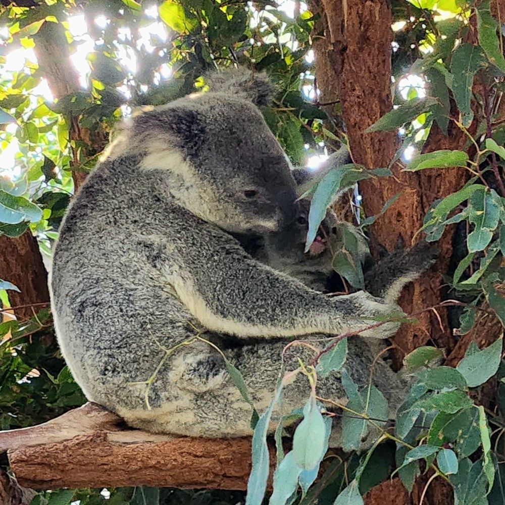 A koala cuddling a baby in her arms