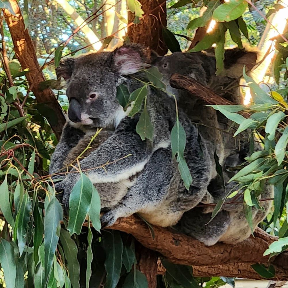 A koala with one baby on her back and another tucked in her lap. 