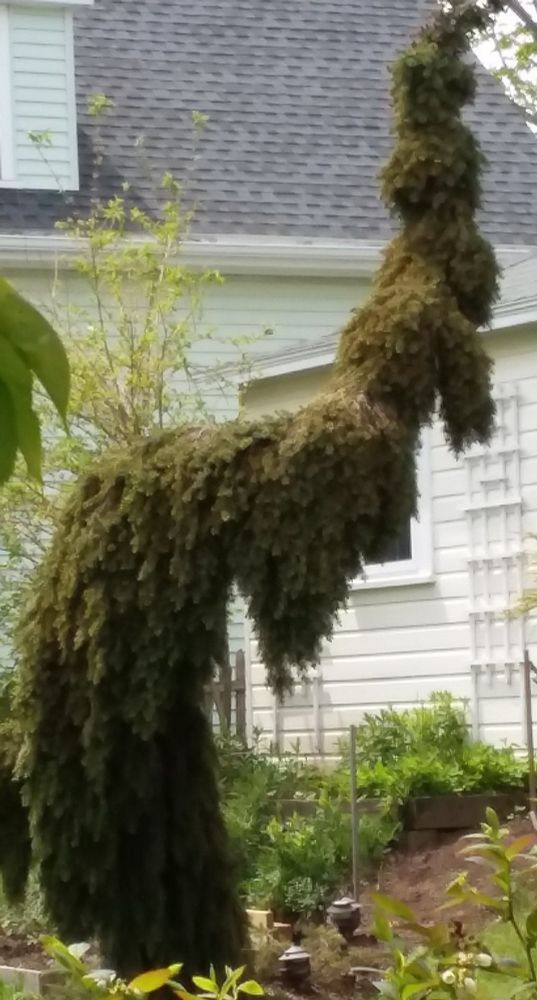 An evergreen tree, growing in an unusual, almost 