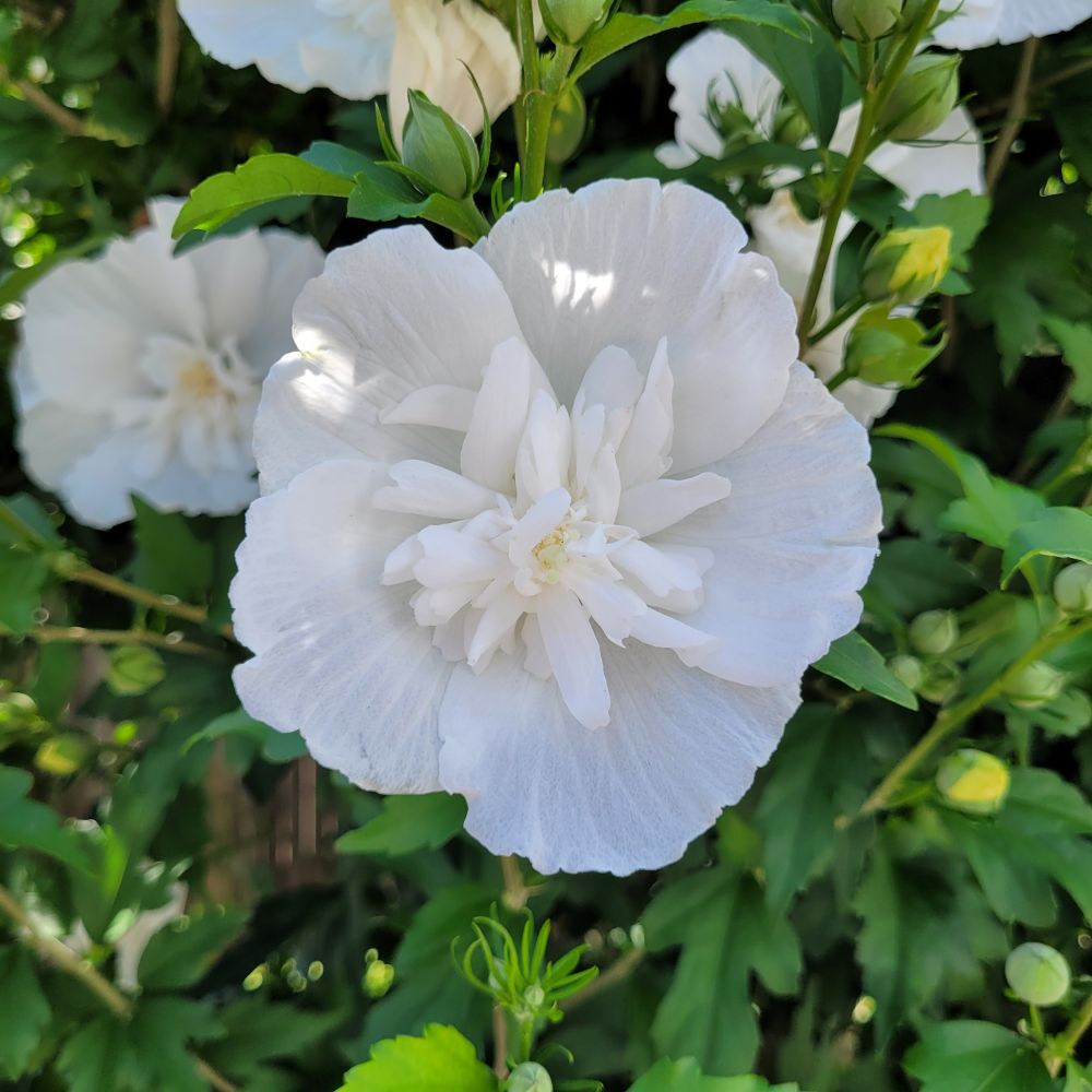 White blossom (maybe hibiscus?) amid smaller buds and green foliage, in sun-dappled shade.