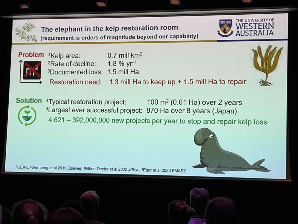 Powerpoint slide with the title "The elephant in the restoration room". If we are to stop and repair kelp loss, we need to initiate between 4600 and 392 million new projects (per year)! Given that the typical restoration project is 100 m2 over 2 years. Largest ever successful project was 870 Ha.