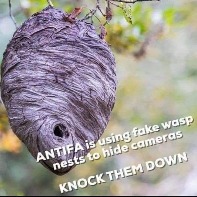 ANTIFA is using fake wasp nests to hide cameras ... knock them down !