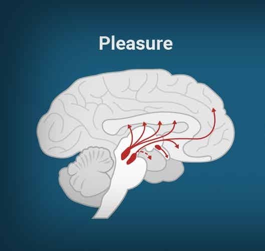 image of brain experiencing pleasure