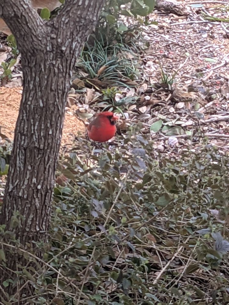 A bright red Cardinal is standing on the ground. There is a tree trunk to the left, and assorted plants and leaf litter around him. He is glancing to the left while looking for something yummy to eat. 