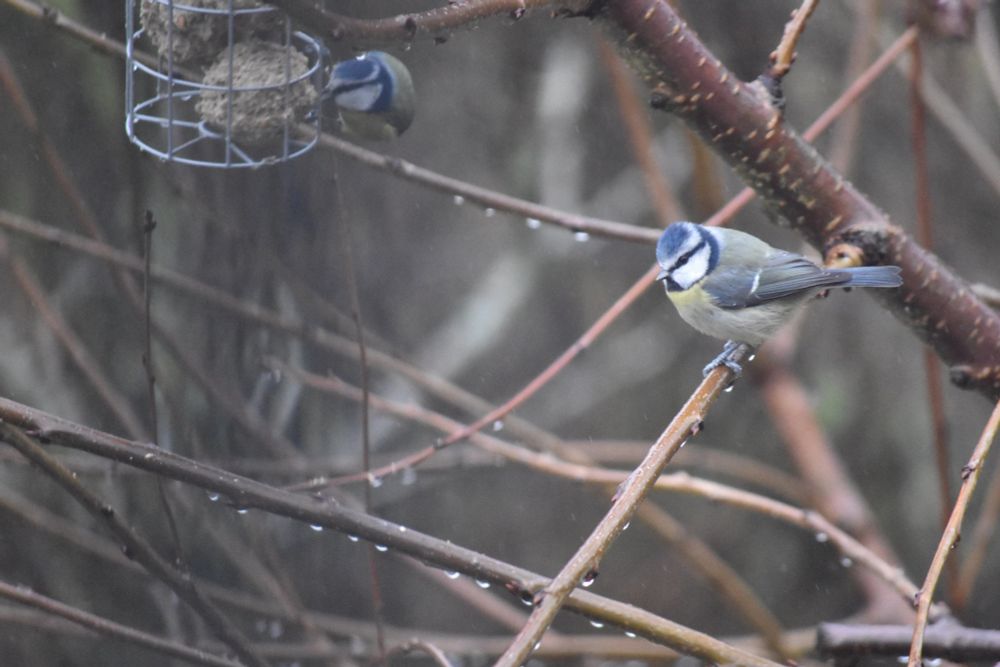 Feeding wild birds in autumn | Little Green Space