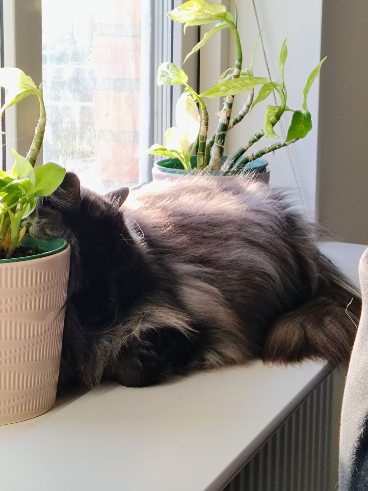 my mom's cat Dizza sleeping with her head awkwardly propped up against a potted plant. she's a long-haired cat with smokey black fur.