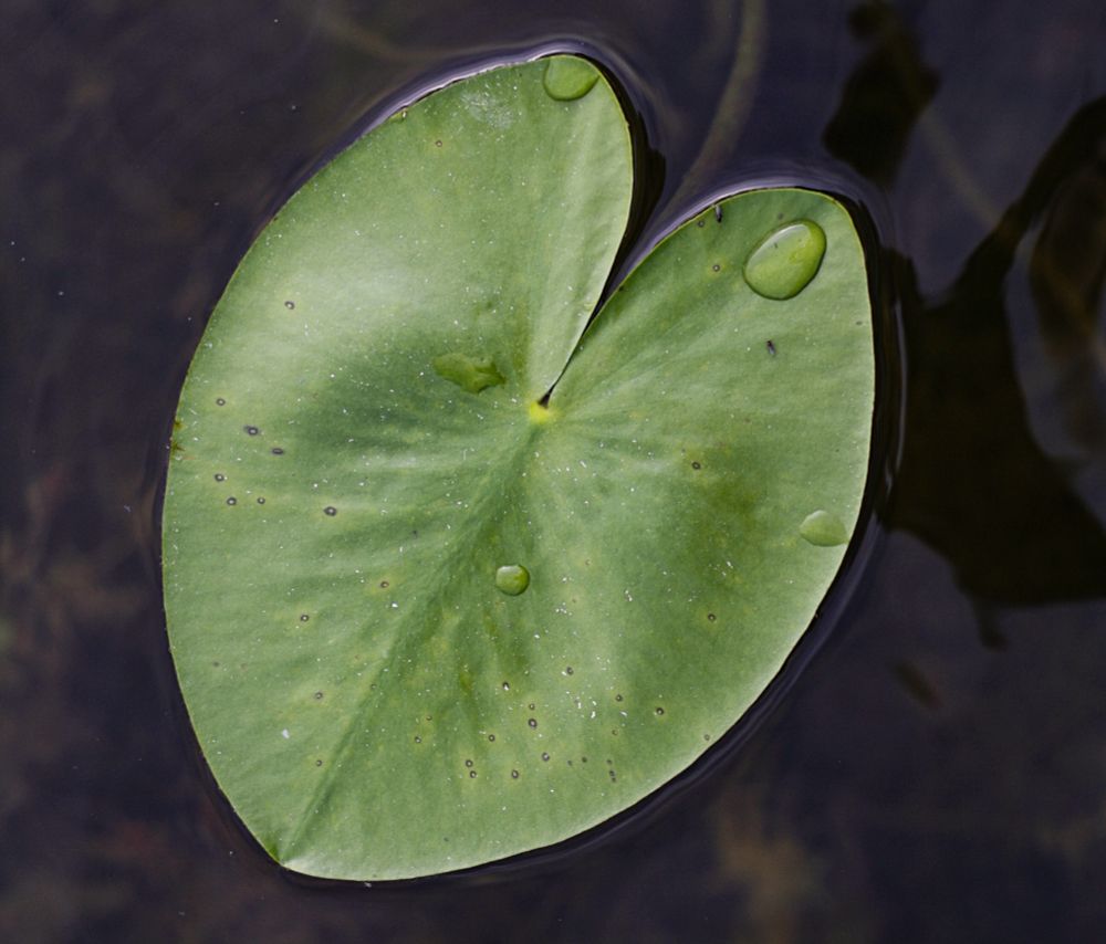 Grünes Seerosenblatt. Foto: Anna/unsplash