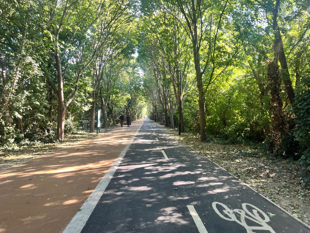 A wide path between wooded areas, with a soft brown pedestrian surface to the left and a cycle track in black asphalt to the right. The sunlight falls through the trees pleasingly, as if inviting you to walk or cycle here.
