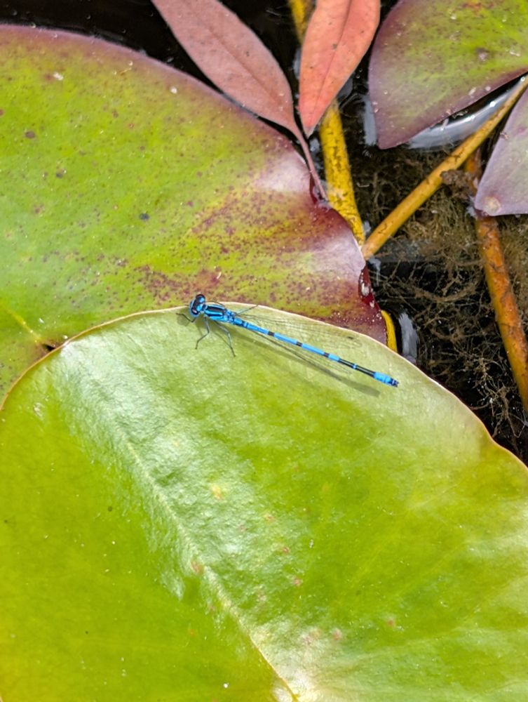 A bright blue damselfly on a lilly leaf. 