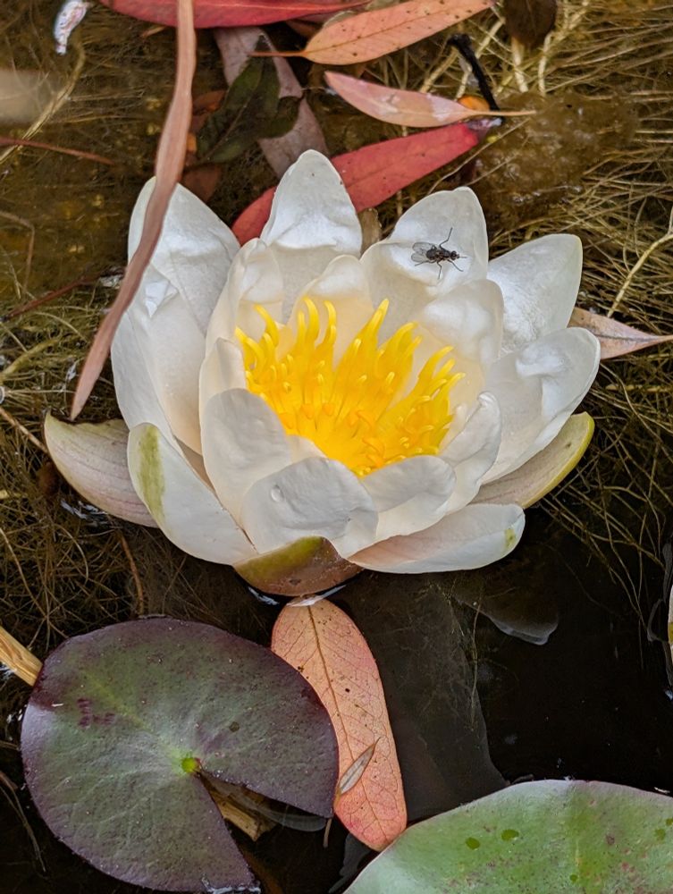 A white water lily flower with bright yellow middle bits!
