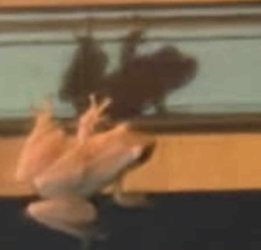 Small frog clinging to storm door 