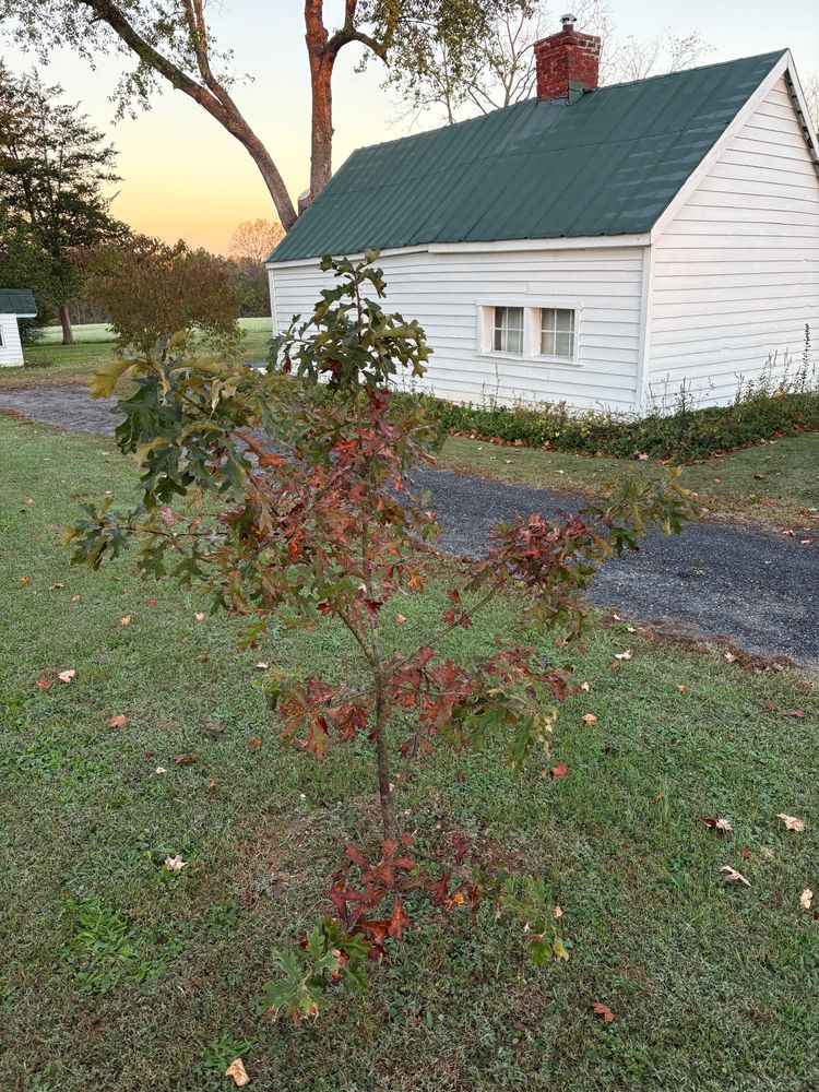 scarlet oak sapling