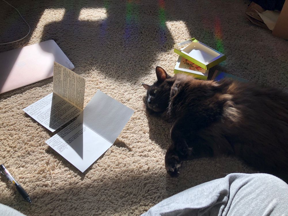 Black cat lays before the photographer and admires two hand written cards while sunbathing on a beige carpet. 