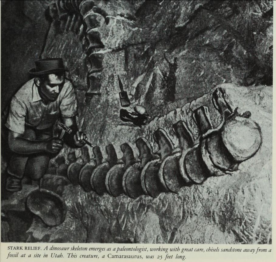 Image of a dusty man in a hat chiseling around a large dinosaur backbone. The caption reads: "STARK RELIEF: A dinosaur skeleton emerges as a paleontologist, working with great care, chiels sandstone away from a fossil at a site in Utah. The creature, a Camarasaurus, was 25 feet long.