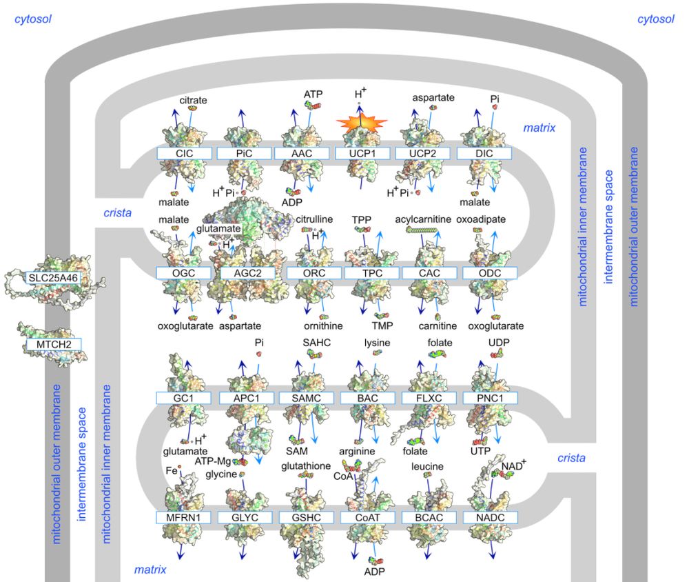 Characterised members of the human SLC25 mitochondrial family. Members of the mitochondrial carriers are shown in rainbow (blue to red) cartoon and surface representations with their primary substrates shown in sphere representations to scale. Only one paralogue is shown.