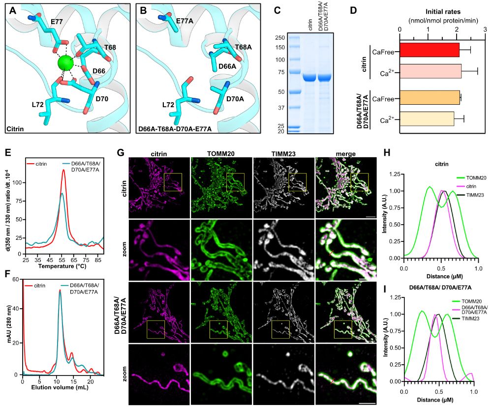 The transport activity of reconstituted citrin is not regulated by calcium.