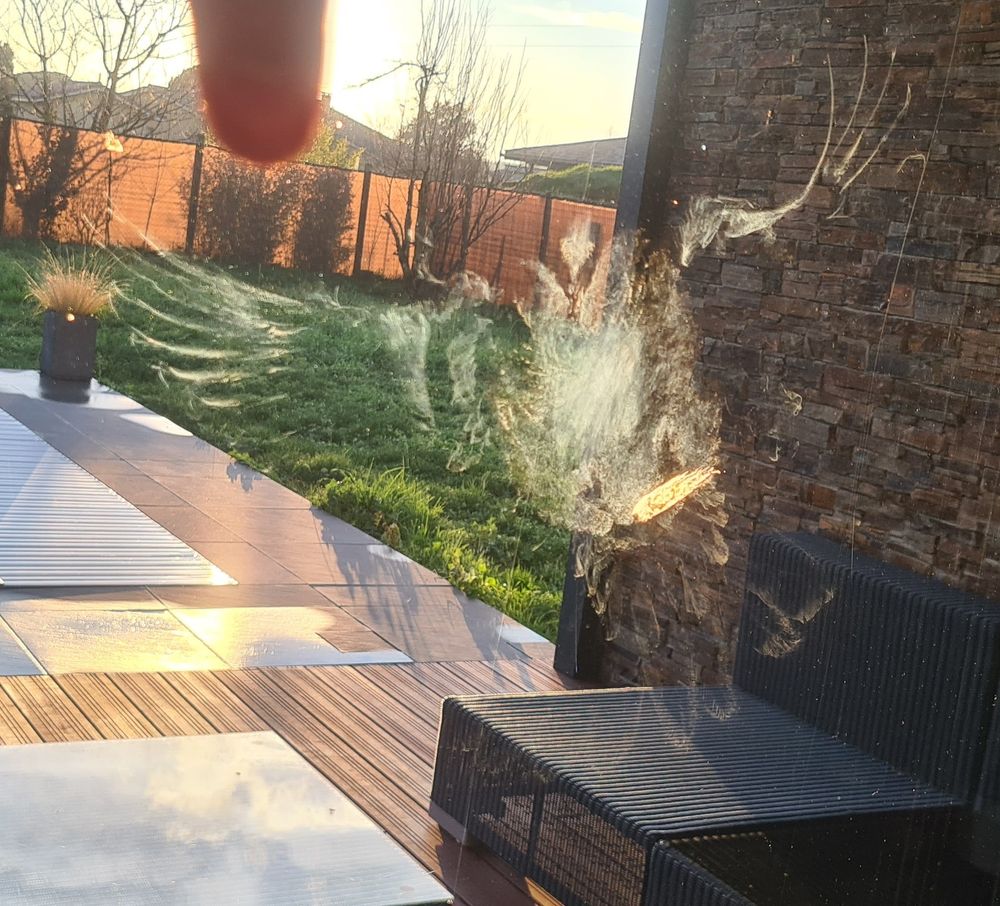 Trace d'une pauvre tourterelle qui a cru que mon salon était un raccourci avant de découvrir bien trop tard que ce n'est pas le cas.