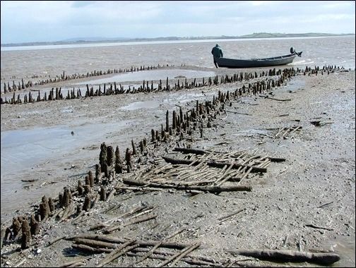 A medieval fishing weir in the Fergus Estuary, Co. Clare, Ireland. Image from University College Dublin News 2011, and © A O'Sullivan, UCD School of Archaeology.