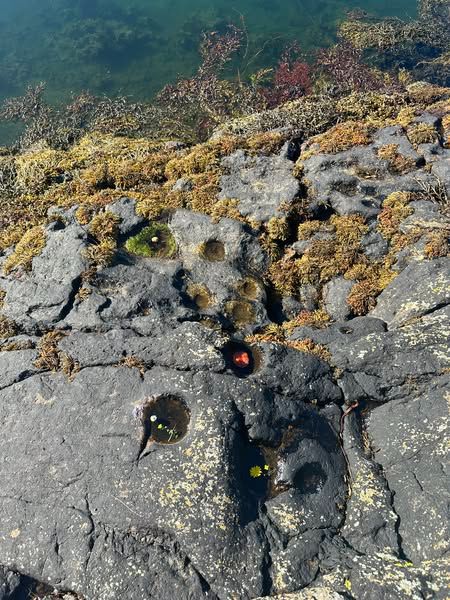 Picture of carved stone cups or basins commonly known as toll sollaidh (bait holes) from Harris, Outer Hebrides, Scotland. ( source Scotland's Coastal Heritage at Risk)