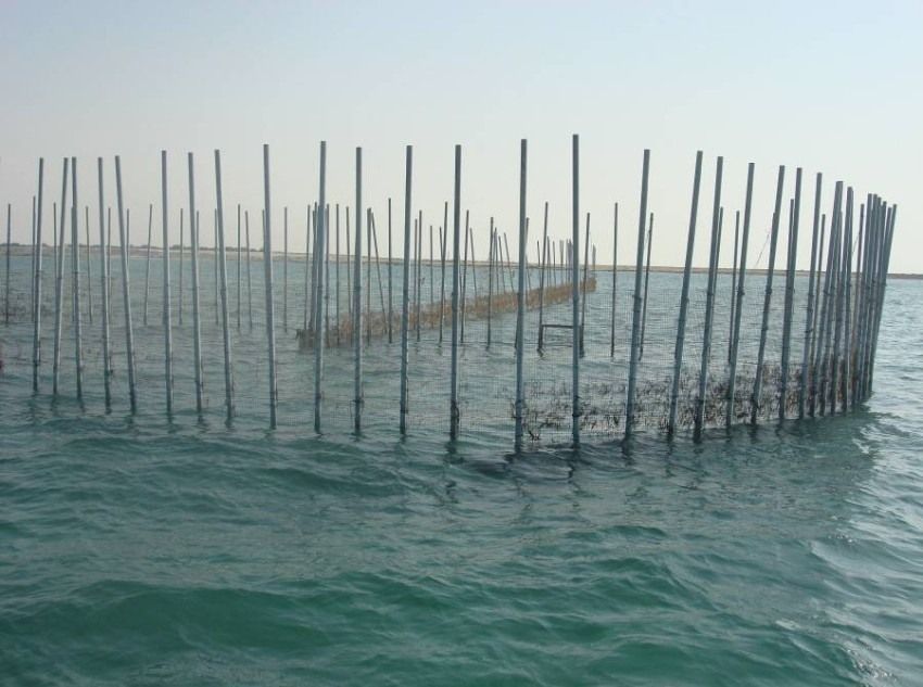 Modern steel and wire traps from UAE.
https://forum.alrams.net/showthread.php?t=703799