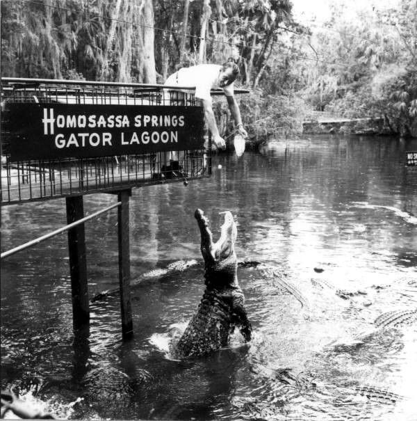 A black and white photo of Homosassa Springs gator lagoon with a gator snapping at the sign with the name of the spring proudly displayed. Many gators can be seen in the water.
Homosassa? Uh, yeah, I sure hope we do.