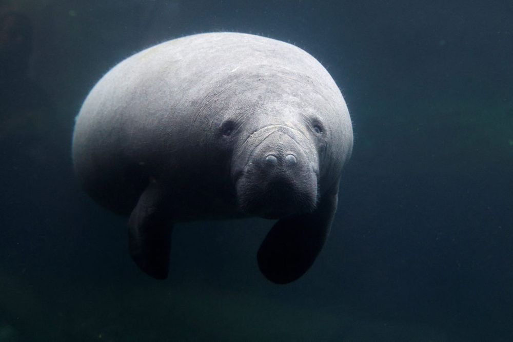 A manatee was recently spotted off the coast of Massachusetts for the first time in almost a decade and scientists want to monitor its condition to see if a rescue is necessary before it succumbs to the cold water or lack of food, they said Friday.