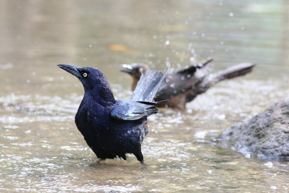 A male Great-tailed Grackle bathing in shallow water