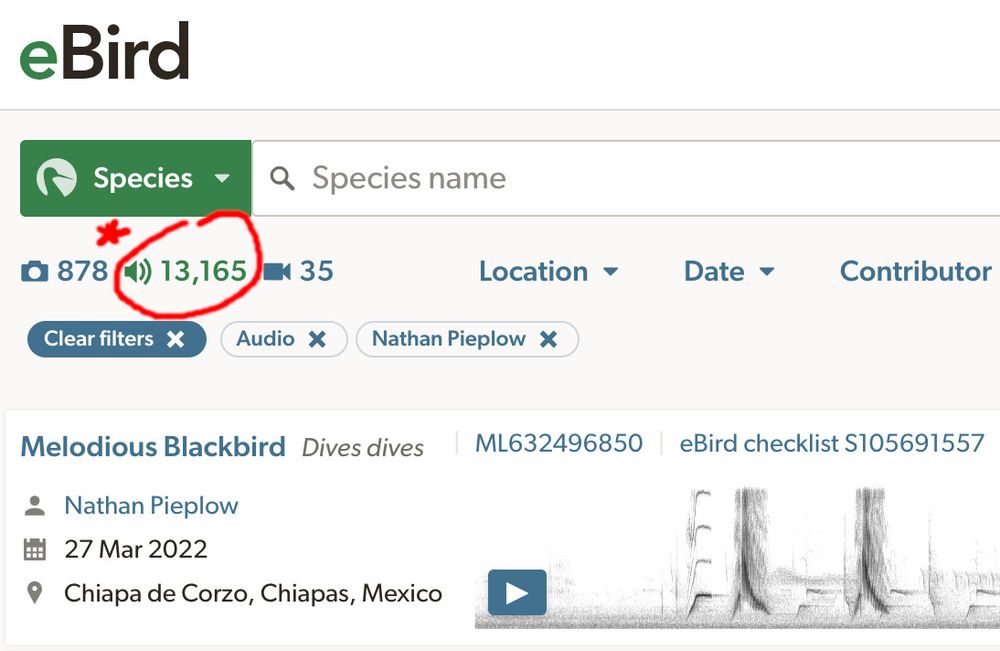 Screenshot from the eBird.org archive showing 13,165 audio recordings uploaded