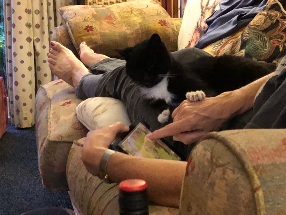 A small black and white cats puts her paw on a hand which is operating a tablet, and is not giving her fuss.
