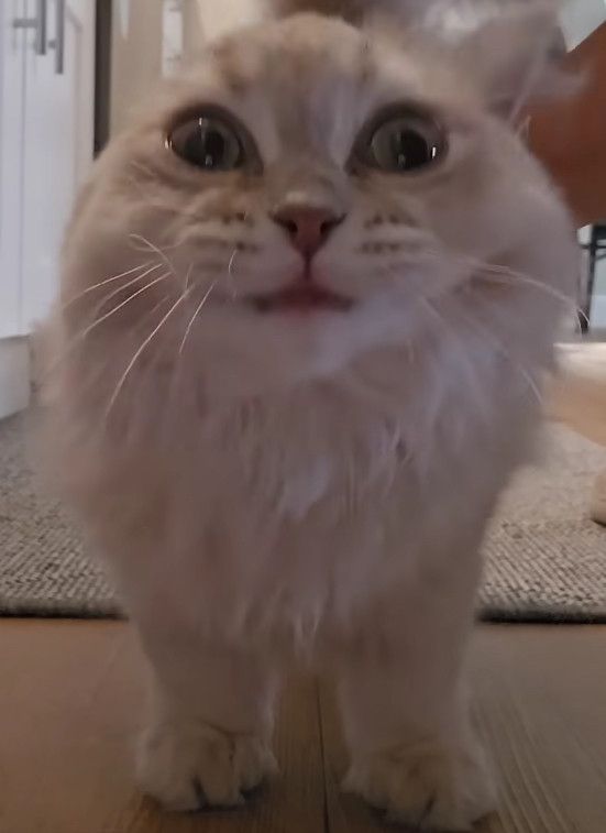 Image of a very fluffy cat standing on a floor with an extremely wide-eyed, insane expression. Their ears are seemingly missing.