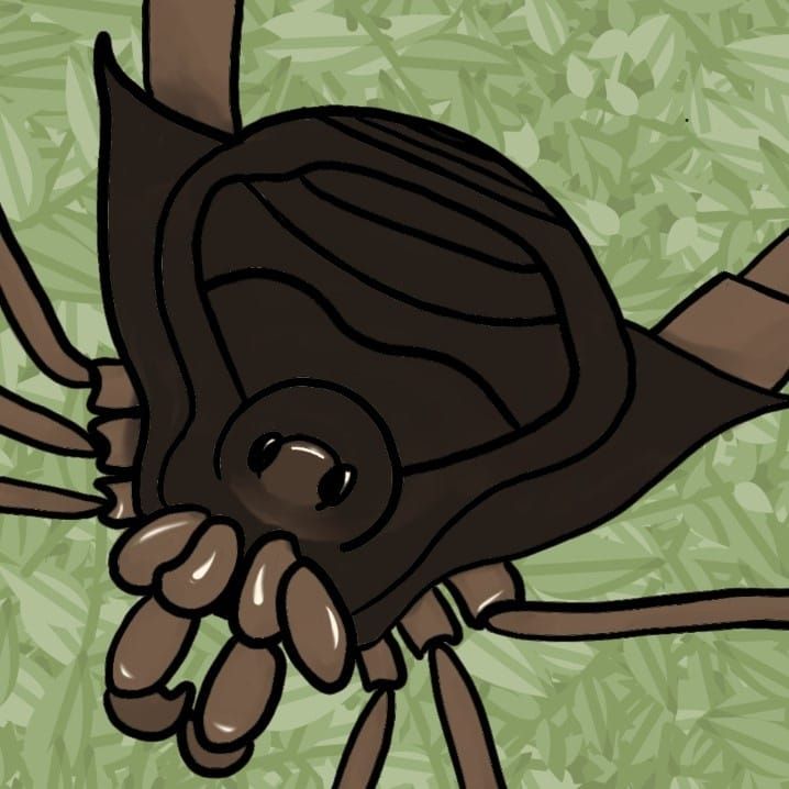 Desenho de um opilião