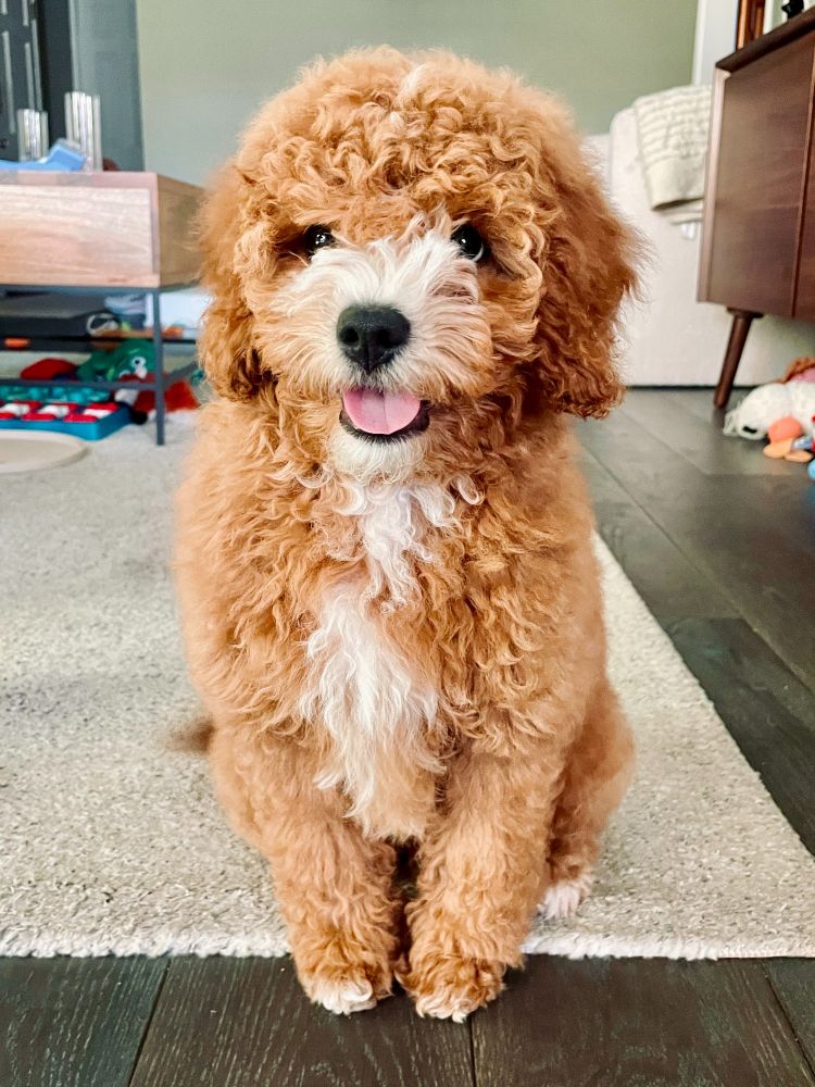 A puppy sits proudly facing the camera. He has fluffy, wavy golden fur with a white strip going down his front. White fur surrounds his button nose. It looks like he's smiling for the photo, his mouth open slightly, tongue showing.